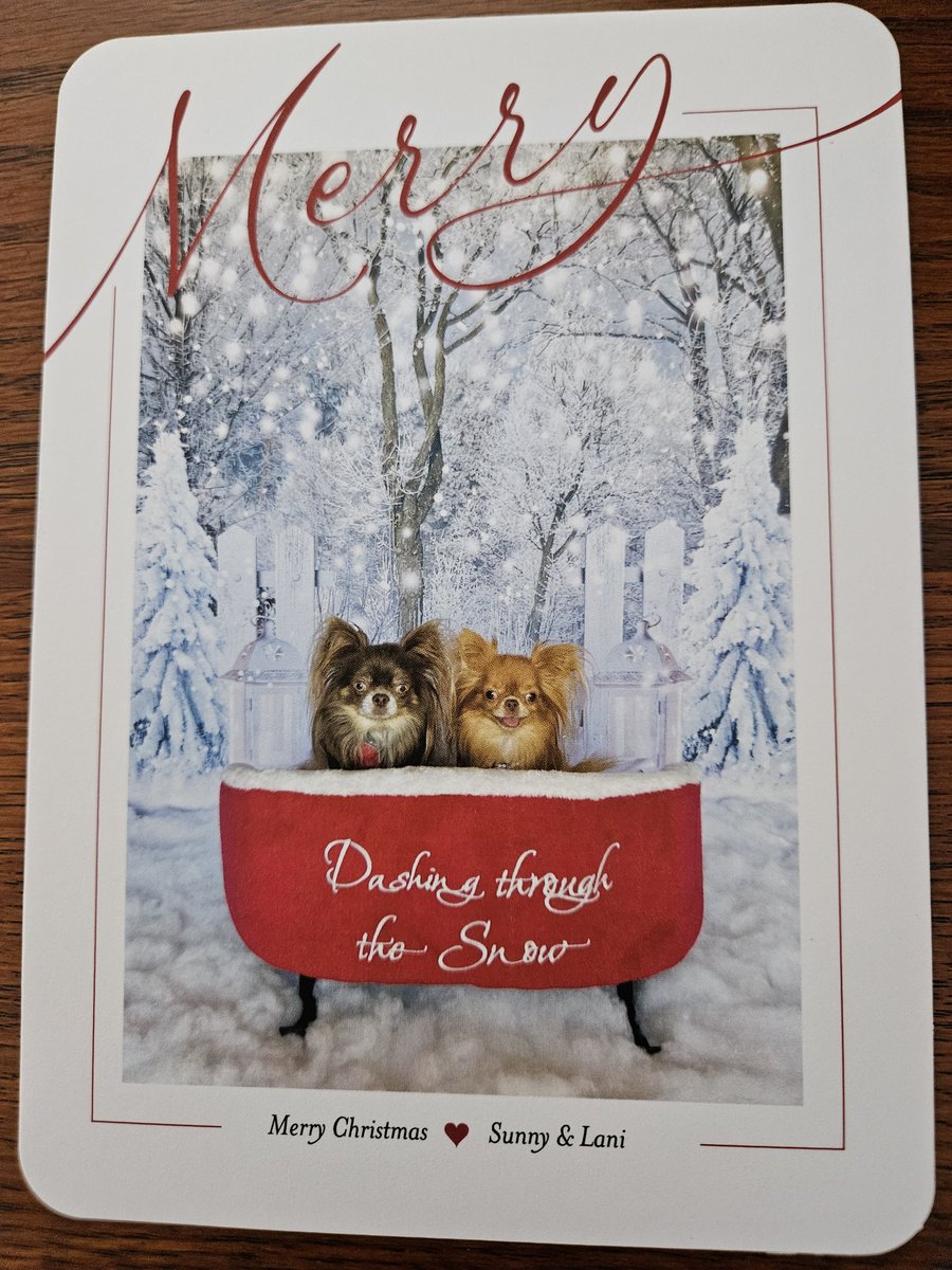 TheAnnieOakley's tweet image. Pup mail alert! Thanks to my new furrend, @QueenQuinnAire + my old furrends, @SunnyDaWawa! I ❤️ your cards! Hope you have a pawsome Happy Howlidays! #cowcat #CatsOfTwitterX #AdoptDontShop #StaySafeFurrends