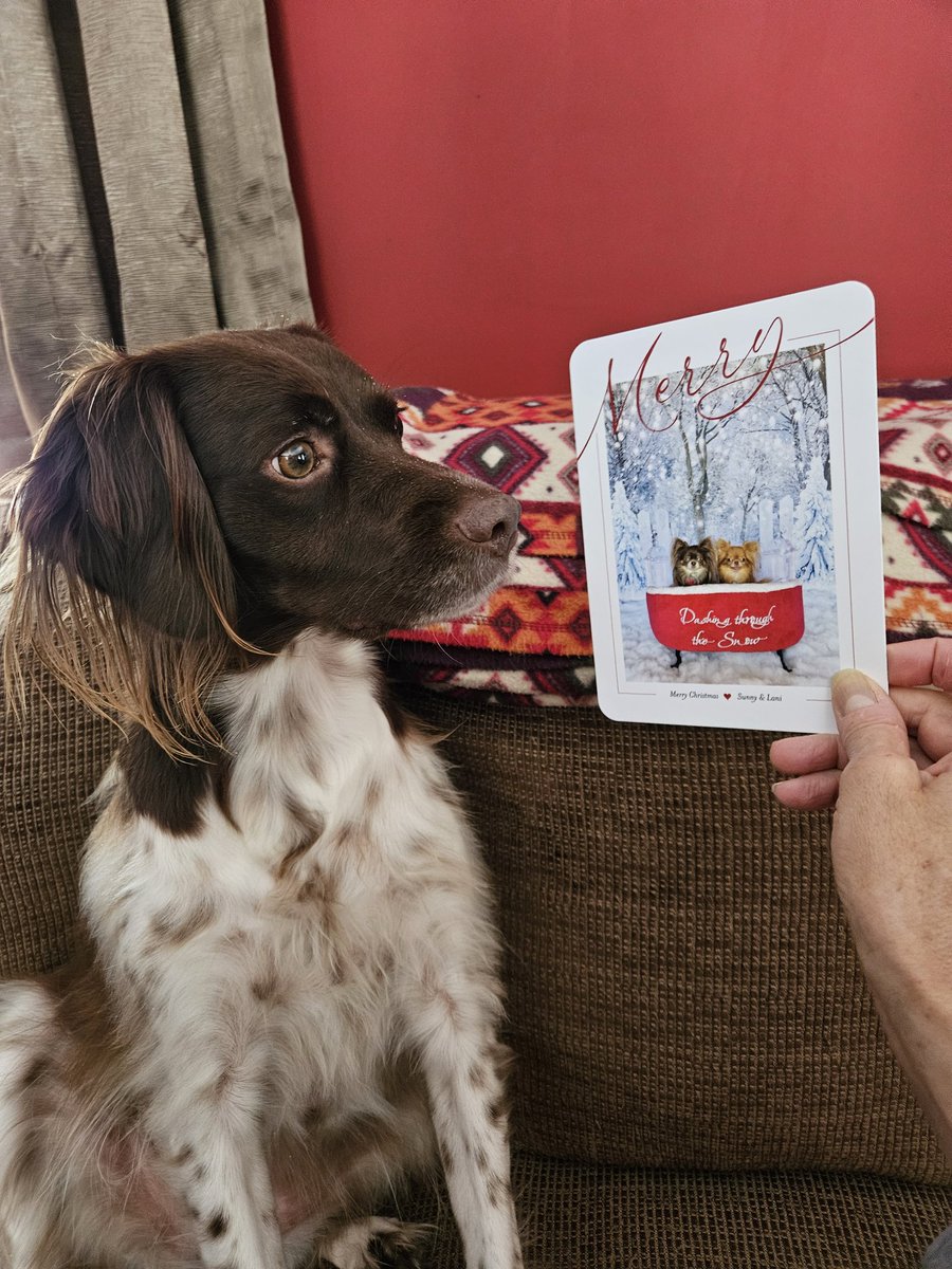 TheAnnieOakley's tweet image. Pup mail alert! Thanks to my new furrend, @QueenQuinnAire + my old furrends, @SunnyDaWawa! I ❤️ your cards! Hope you have a pawsome Happy Howlidays! #cowcat #CatsOfTwitterX #AdoptDontShop #StaySafeFurrends