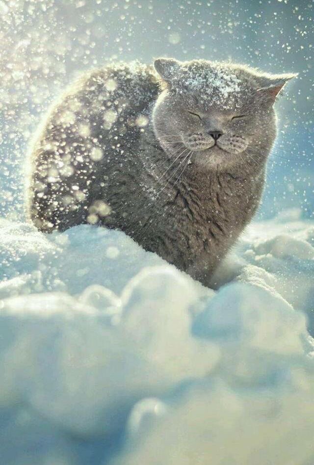Rebeka80721106's tweet photo. @Vitality1978 Dolce serata, cara Silvia e Tutti. Ti abbraccio forte forte ❤️🎄💯🎀🫶
@Vitality1978
#WelcomeWinter❄️ https://t.co/1A68Dqj0v0