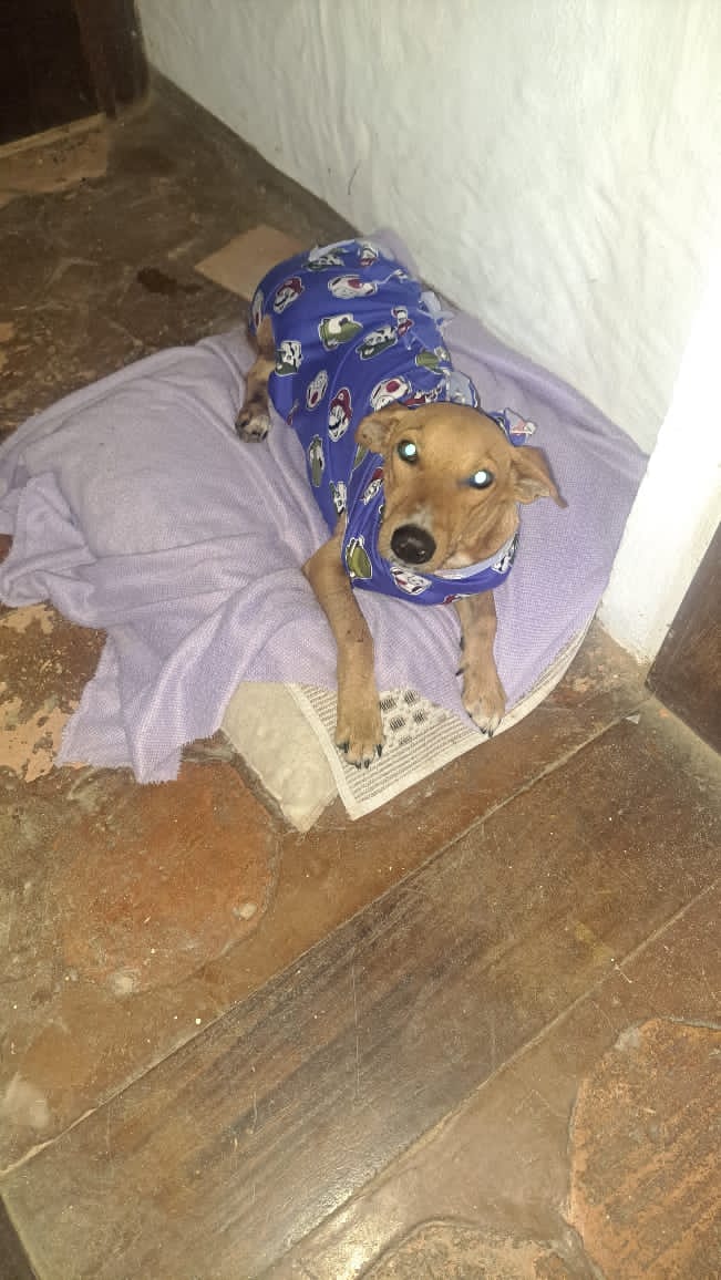 MargaritaPets's tweet photo. Así de cuidado y consentido está Sultán en el hogar temporal. Sres conductores manejen con precaución, frenen también al ver un animalito. Gracias a quienes han ayudado con su caso. Aún se deben 30$ en la clínica. Si puedes ayudar se transfiere directo a Controm Etico Animal. https://t.co/TNHjf4Q4qA