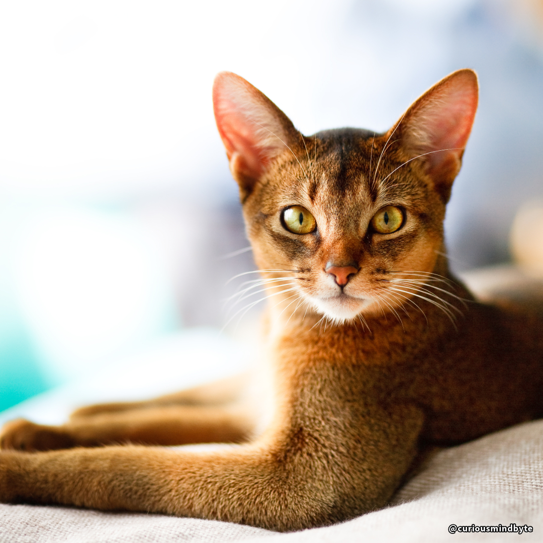 CuriousMindByte's tweet photo. Cat Spotlight: The Abyssinian, weighing 6–9 lbs, is one of the oldest cat breeds. Known for their ticked coat and curious nature, they’re nicknamed the “clowns of the cat world.” Found globally, they love to explore! 🐾🎭 #AbyssinianCats https://t.co/v86dvltBhU
