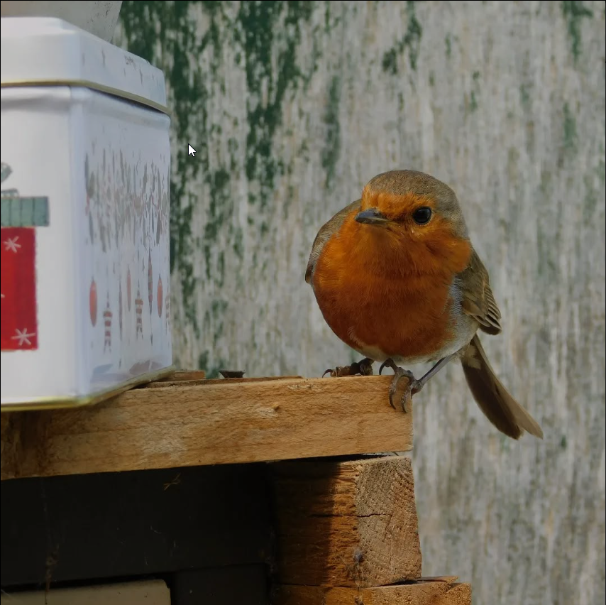 National Robin Day tweet media