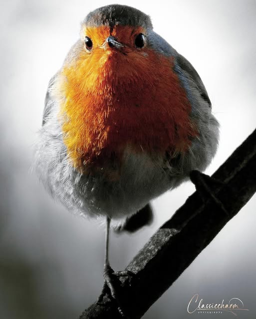 National Robin Day tweet media