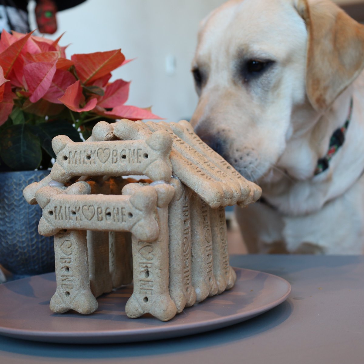 MetsVetDog's tweet photo. Rate my gingerbread [dog]house! 😎 #12DaysofBuddy https://t.co/58L8mMZzly