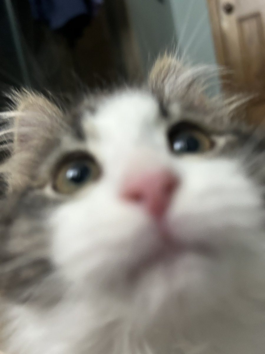 My mom just adopted one of the cutest kittens on the planet