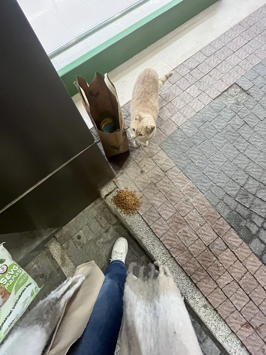 ipek_suren's tweet photo. #CatsOfTwitter  🤎🐈 https://t.co/Km32OCum83