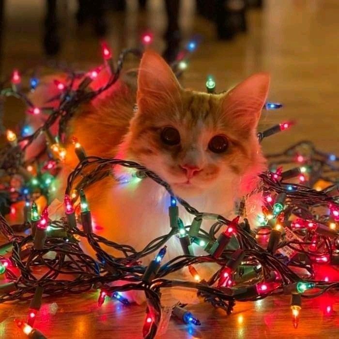 SÁBADO DE VALORANT 🤡

Holaaaaaaaaaaaaaaaaaaaaaaaaaaaaaaaaaaaaaaaaaa

Kick: kick.com/elenitive
Twitch: twitch.tv/elenitive