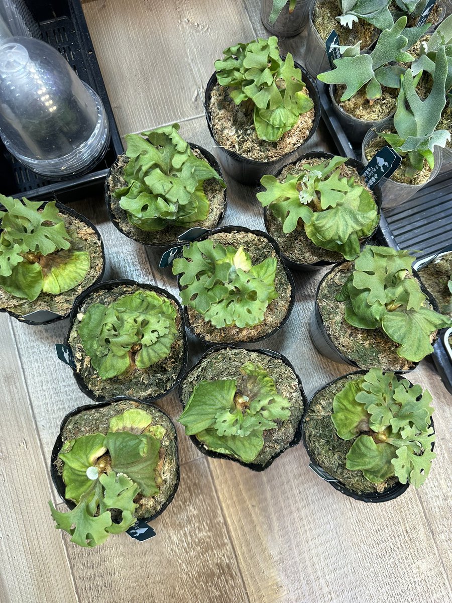 ROSSO PLANTS 【ビカクシダ専門店】 on X: ROSSO PLANTS 【ビカクシダ専門店】 on X: