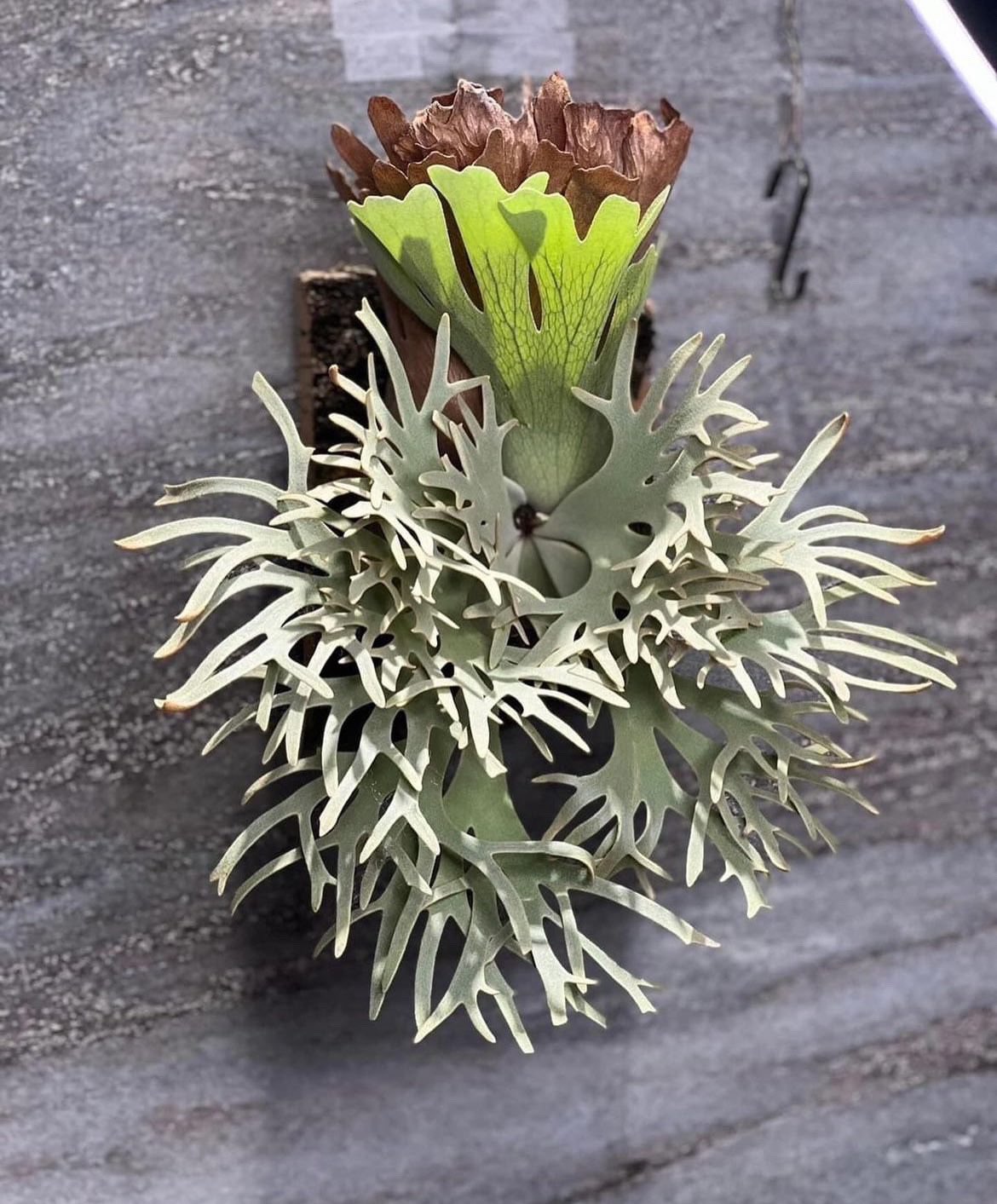 ROSSO PLANTS 【ビカクシダ専門店】 on X: ROSSO PLANTS 【ビカクシダ専門店】 on X:
