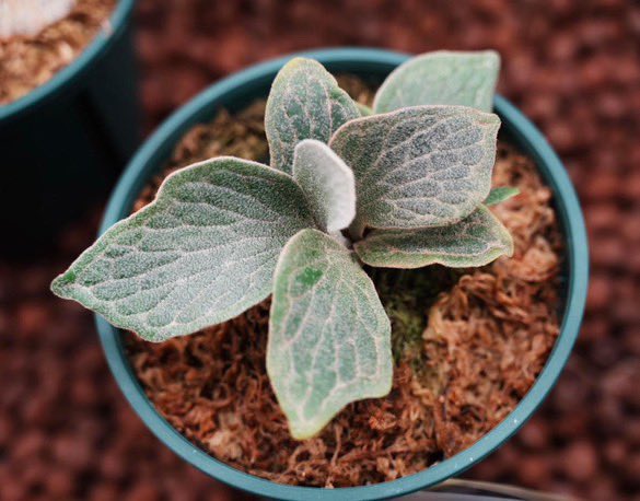 ROSSO PLANTS 【ビカクシダ専門店】 on X: ROSSO PLANTS 【ビカクシダ専門店】 on X: