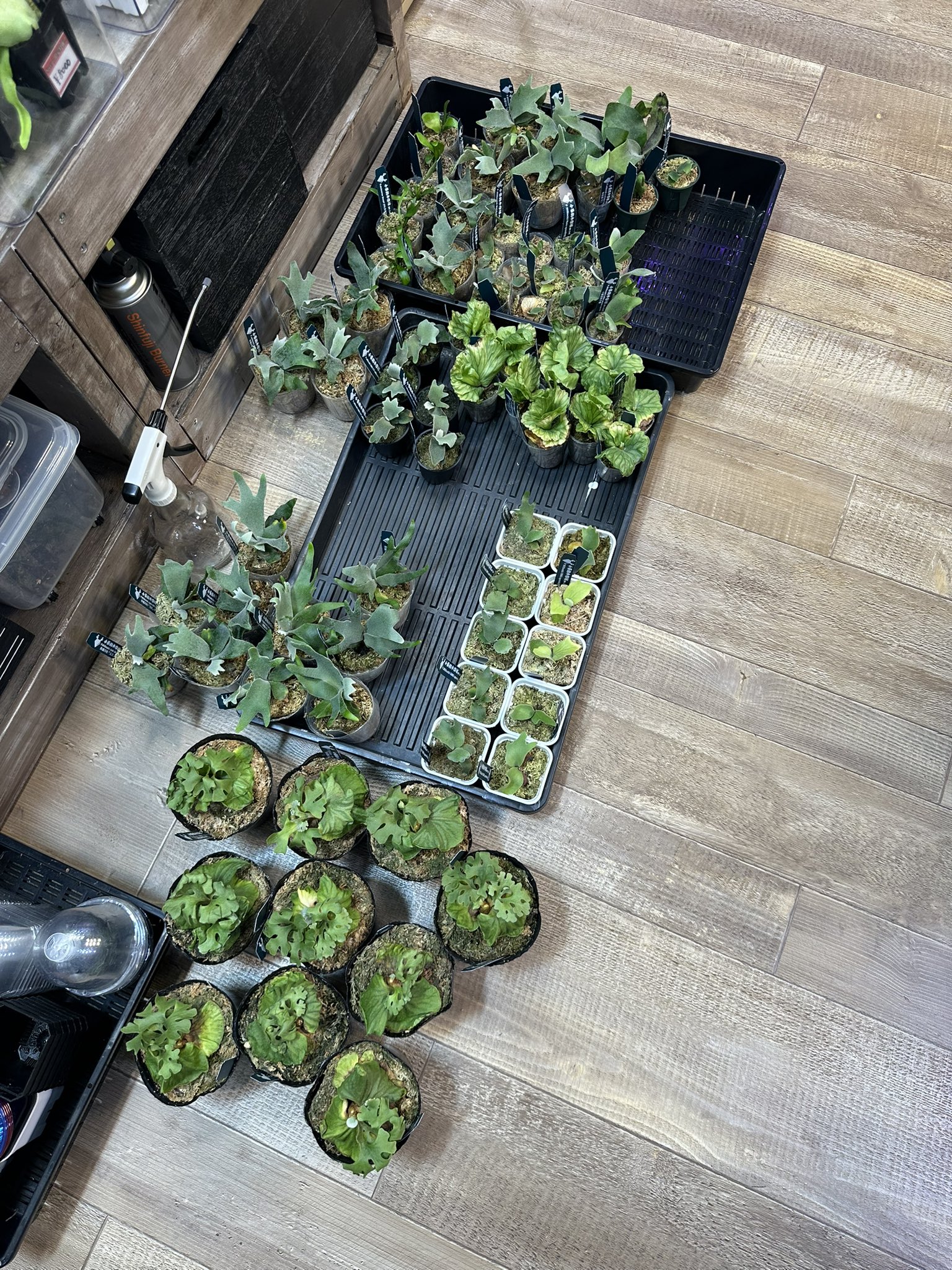 ROSSO PLANTS 【ビカクシダ専門店】 on X: 