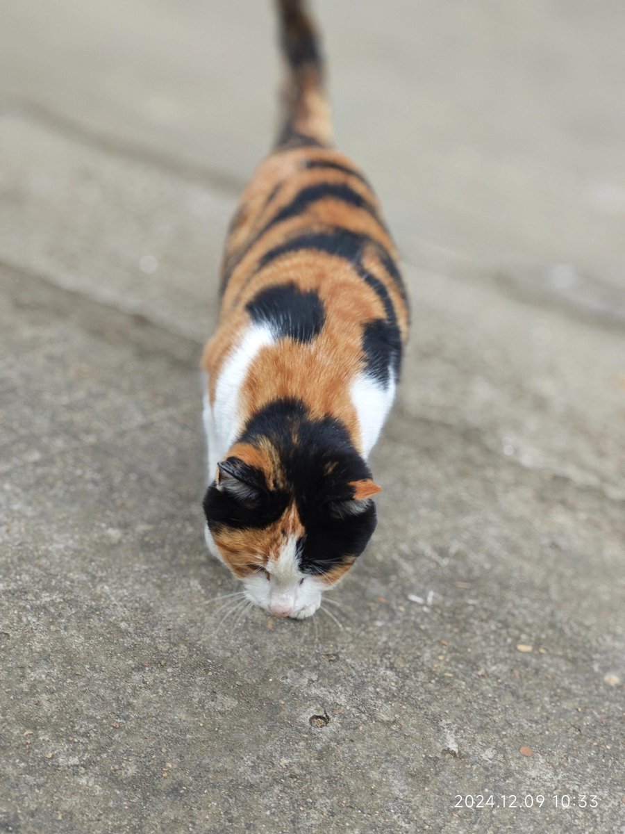 食事を提供し、恋を生み、野良猫の笑顔があなたを待っています！