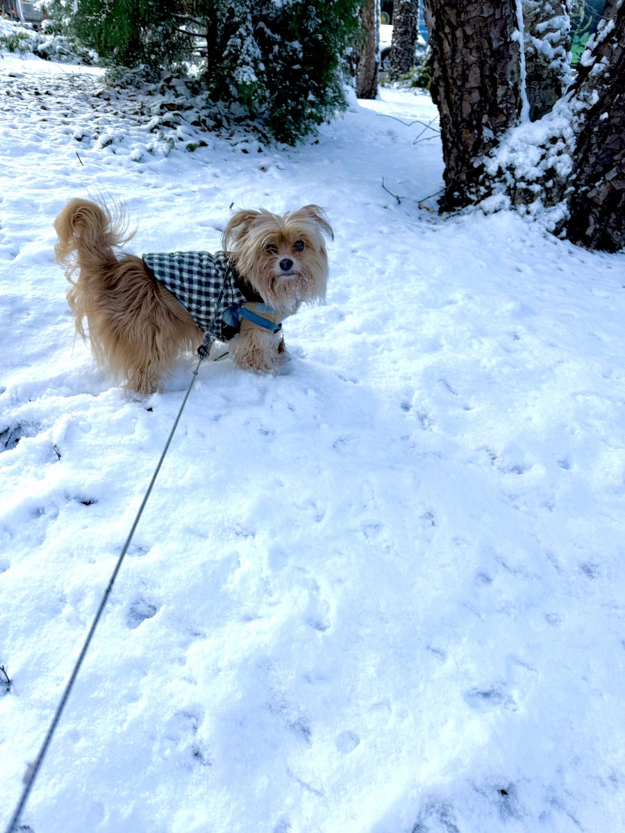 The_Mr_Booth's tweet photo. Don’t eat the yellow snow, folks! ❄️#FirstSnowOfTheSeason #NYC https://t.co/f7618id0NB