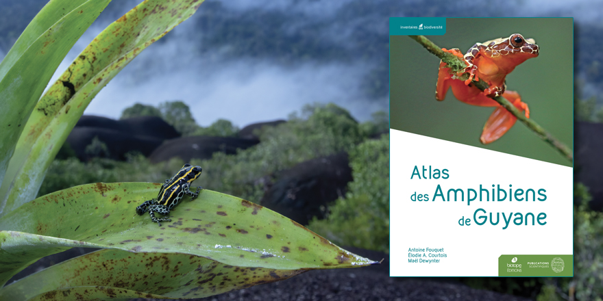 Publications MNHN 🐝 tweet media