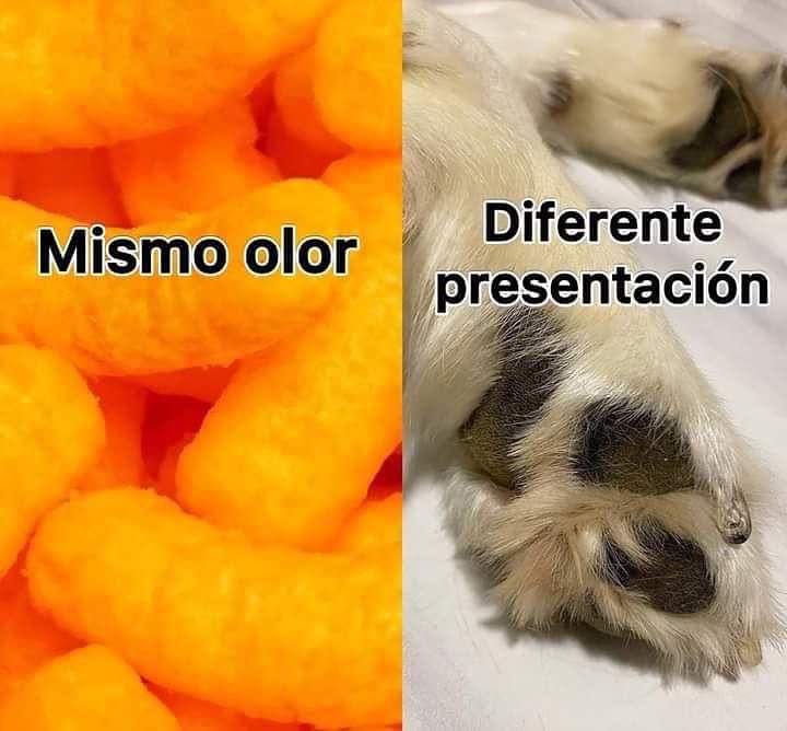 Lomitos Suavecitos (@suaveslomitos) on Twitter photo 
