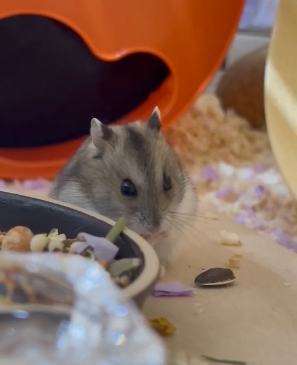 1. 해바라기씨 거꾸로 들고 얼음
2. 땡 후에 자기가 왜 해바라기씨를 들고있는진 모르겠지만 일단 먹긴하겠다
3. 근데 그거 또 떨어뜨리고
4. 그 소리에 자기가 놀라서 또 얼음