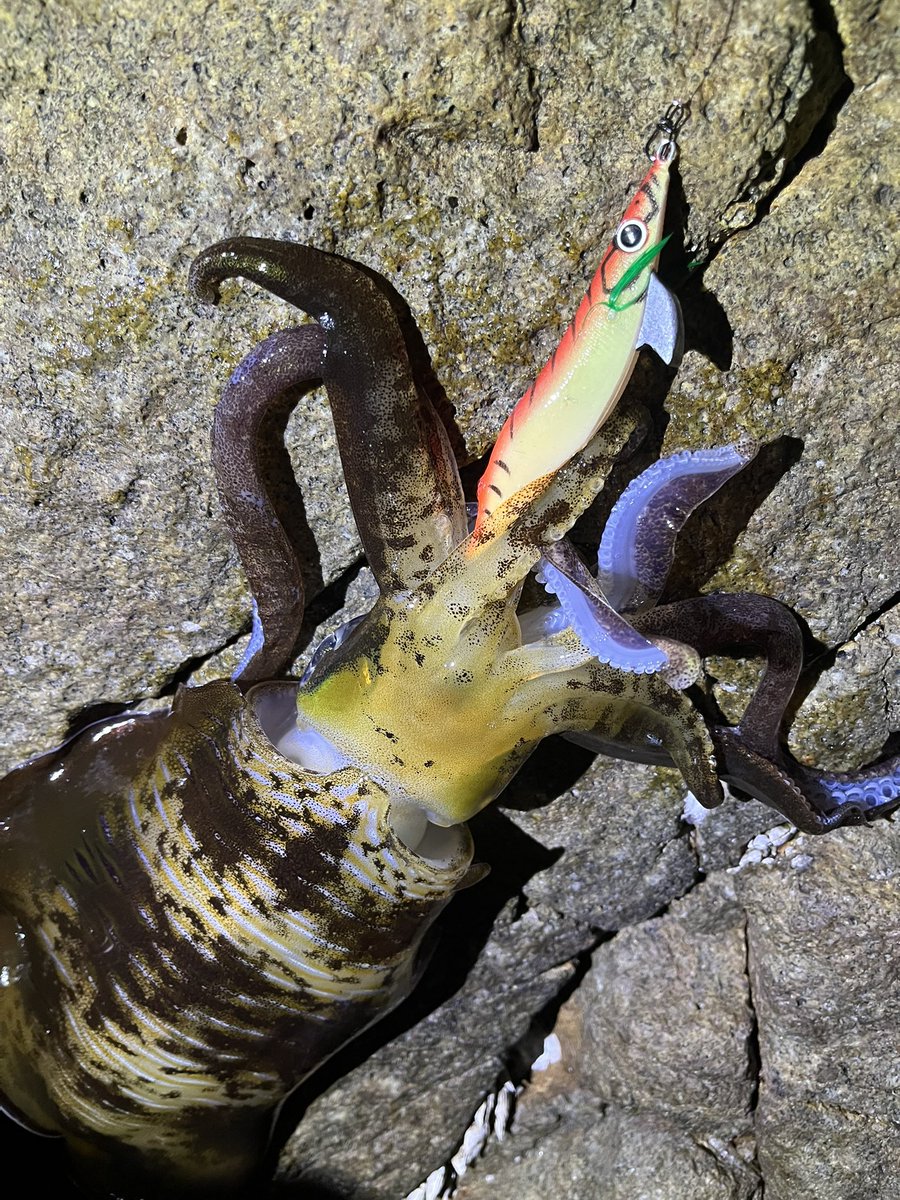 つっちゃん tweet media