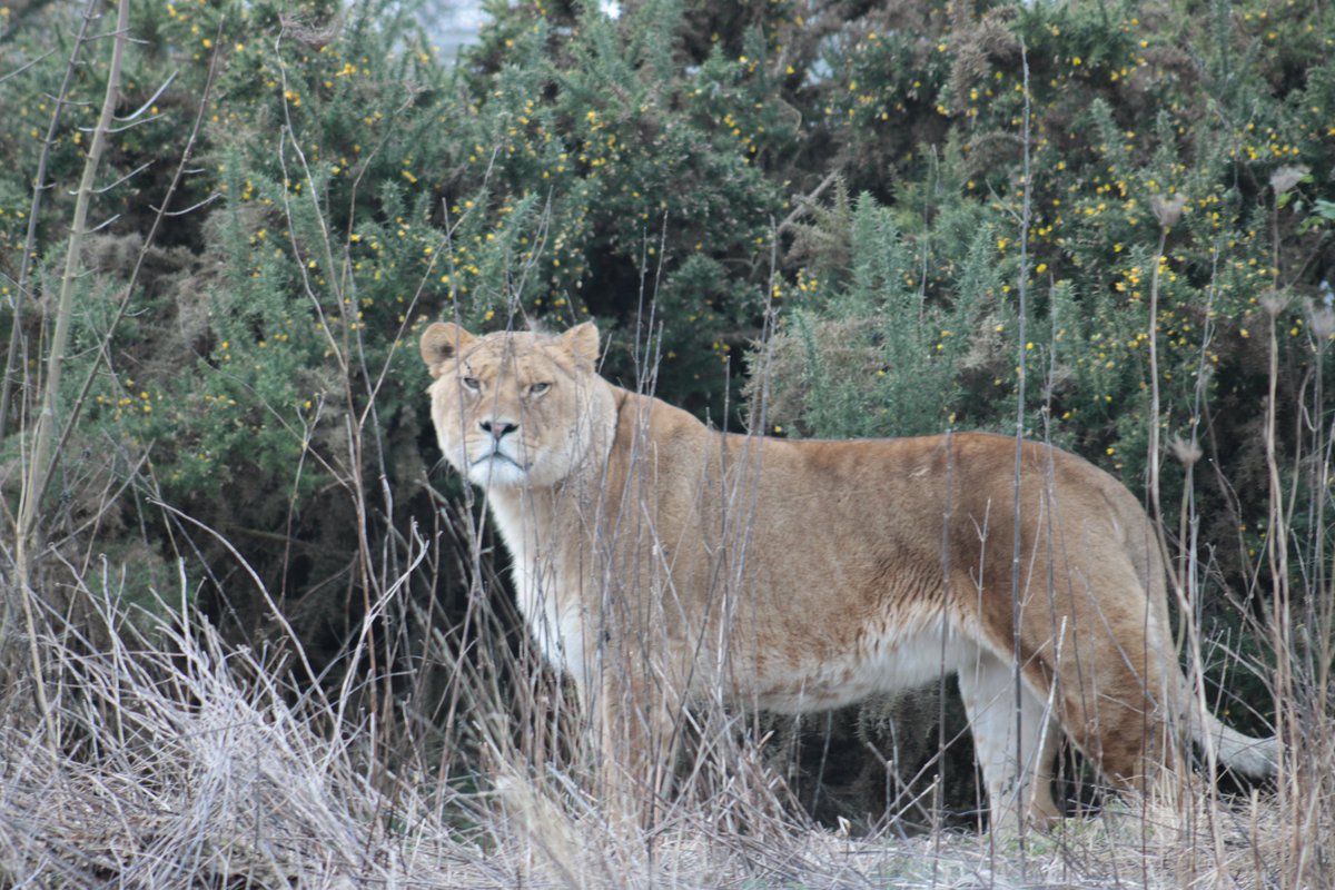 close enough, welcome back Panthera spelaea