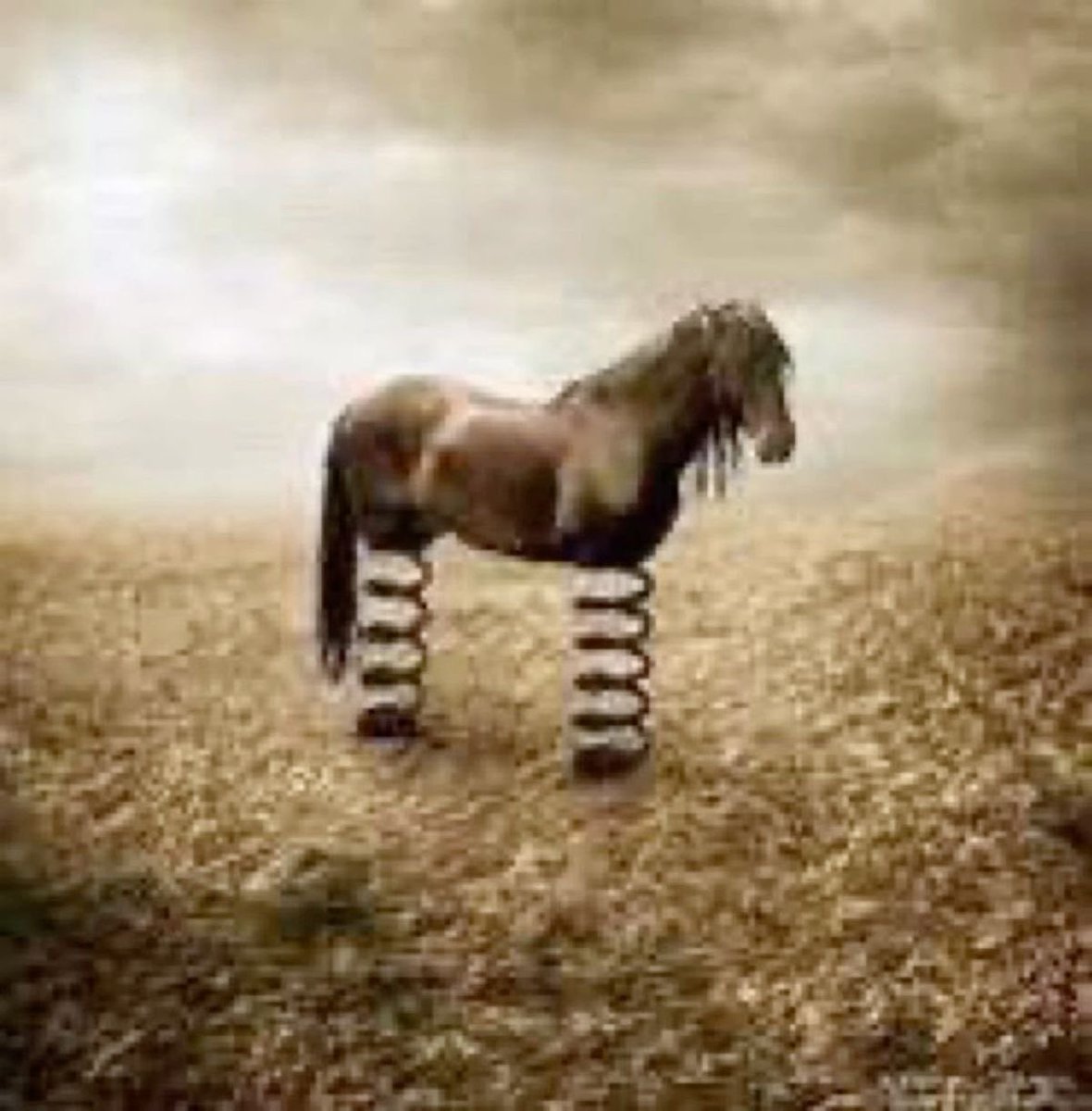 horse tweet media