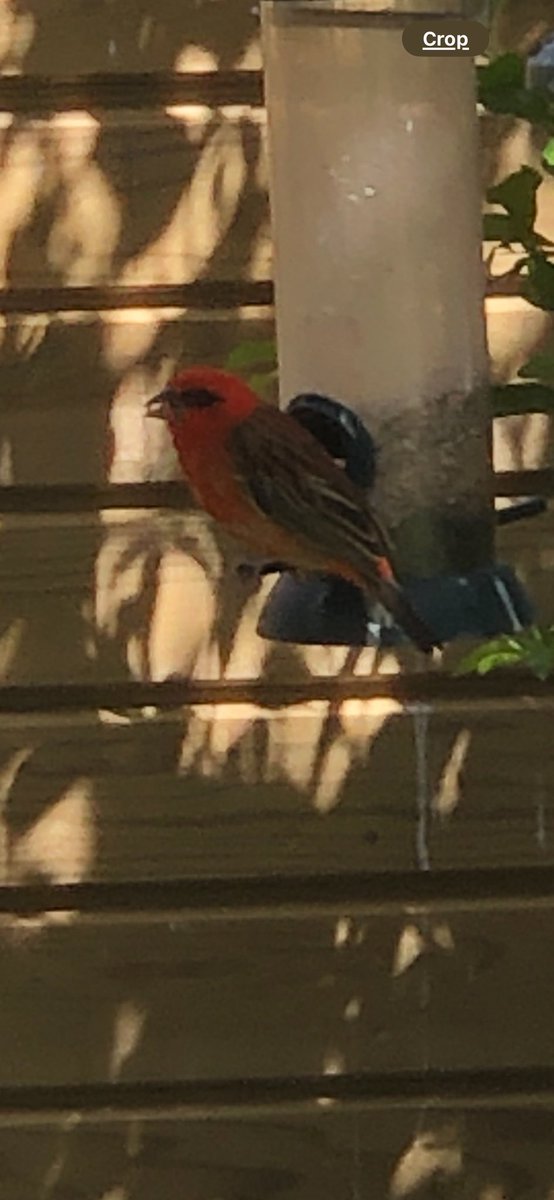 HilesAndy's tweet photo. @TonyJohnstone56 Had one in the garden in Chester England a while back, lovely bird https://t.co/TOXdaMYswc