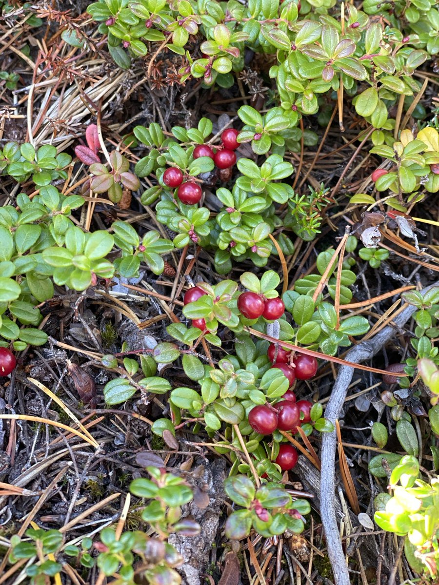 Alaska State Museum tweet media