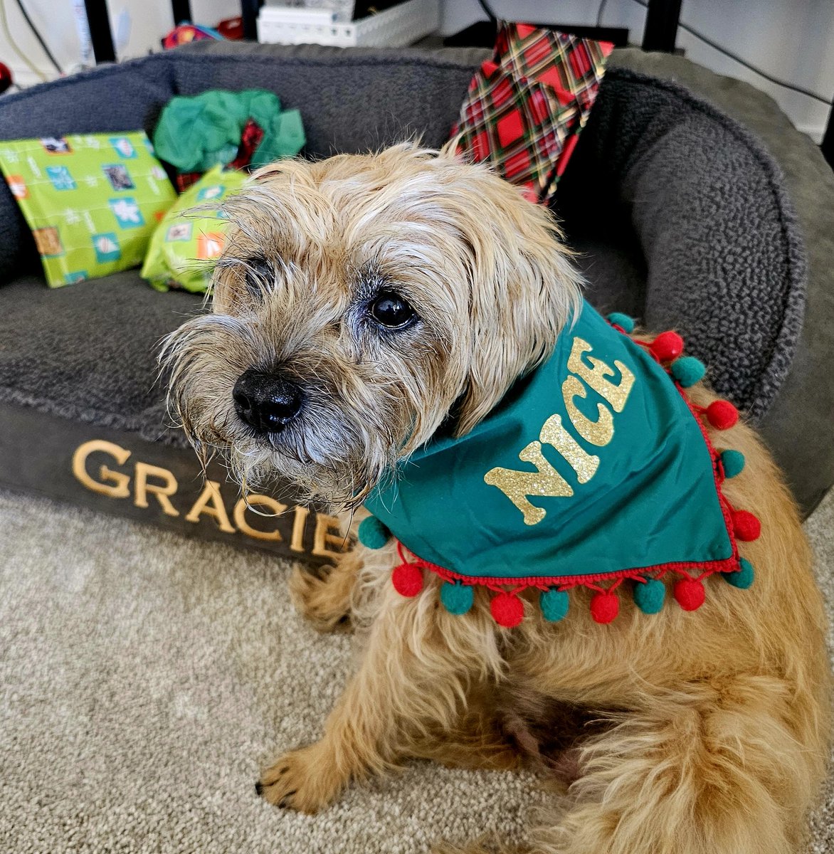 Gracie05272013's tweet photo. Hi, pals, While I was away, my Secret Santa parcel was delivered! Lotsa packages and crinkly wrapping and great smells! Thanks to my Secret Santa and to @BertieButter
and @Hubble_BTerrier for organizing the international Secret Santa event.
#BTPosse #BTPWorldSanta #BTWorldSanta https://t.co/KCzVmRzHqq