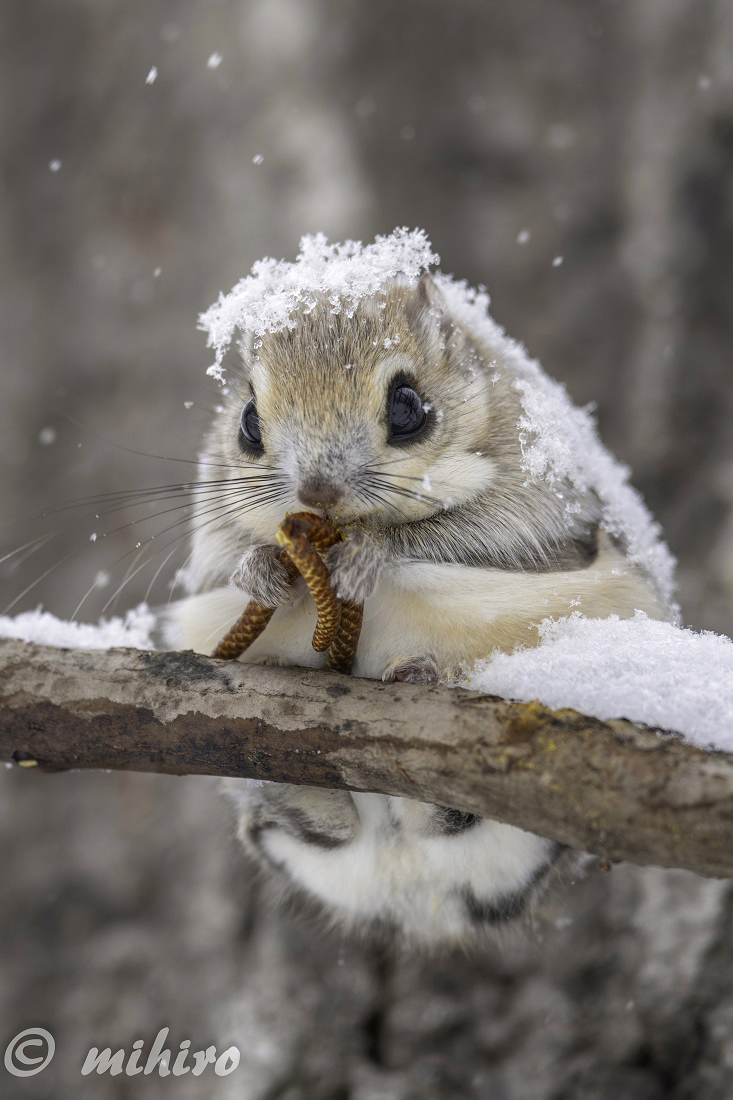 mihiro_wildlife's tweet photo. 雪帽子 https://t.co/YhlbZqsRbL