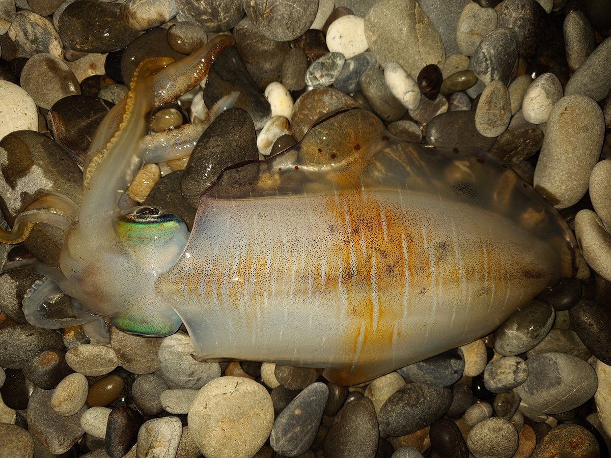 🎣おとな🎣 tweet media