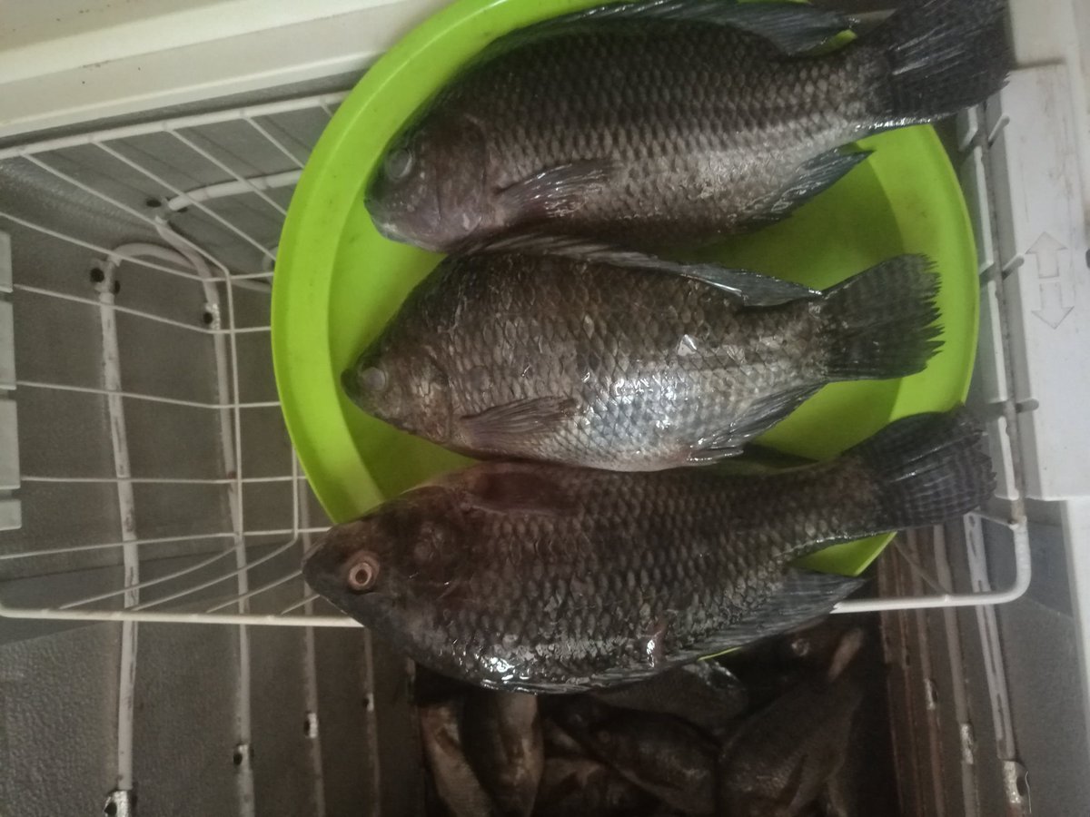 chitafale_07's tweet photo. You didn't go to mangochi or salima? 
Don't worry we can bring mangochi to your table.😁

Buy fresh large tilapia(chambo) 
3000mwk each discount on any 5+ purchase 😋

Free deliveries chitipi, nrc, chitedze, airwing and any bulk purchase we can arrange gateway mall

0993100306 https://t.co/5mjC4IVvm1