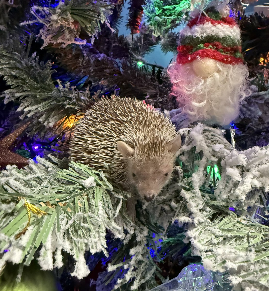 fudgeandco's tweet photo. 🎅🏻🎄 4 DAYS TO GO! 🎄🎅🏻

Bramble the Lesser Tenrec is having a wander in the Christmas Tree for todays countdown entry 😂 https://t.co/vUC2lE5mka