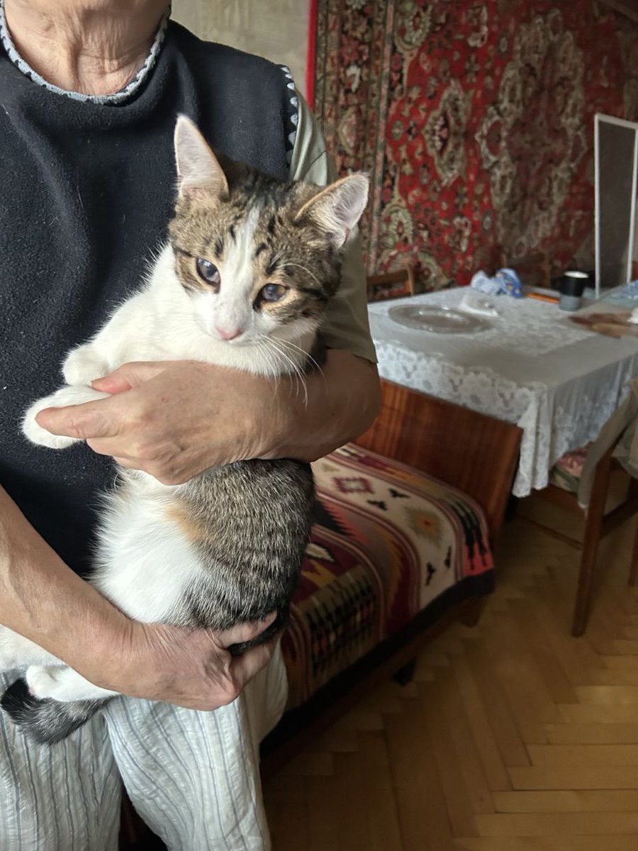Сліпий котик шукає дім. 
Бабуся викине на вулицю:(

Це Харків, але при потребі поїде в будь-яке місто України. 
Це Тім, сліпий котик з Харкова. Йому приблизно 5 місяців.Він втратив зір через хворобу. Жінка, що прихистила кошенятко, не має наразі можливості тримати Тіма і буде
