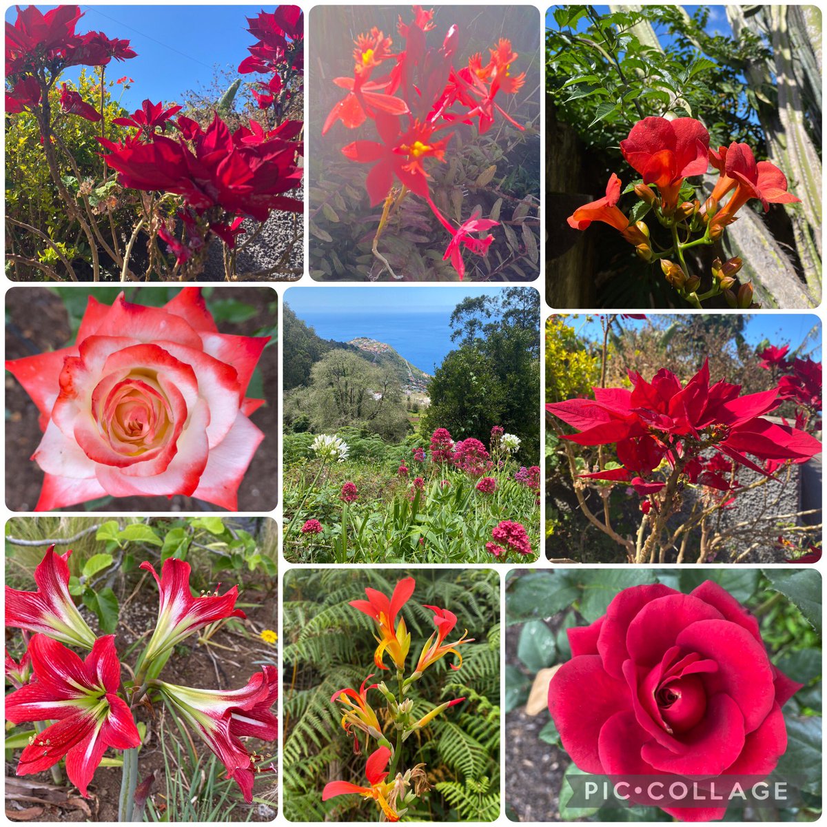 kapukamum's tweet photo. @Madeira Bom Natal 🌹🌺
‘Christmas’ Madeiran flowers from earlier in the year https://t.co/eqcf4OPFXU