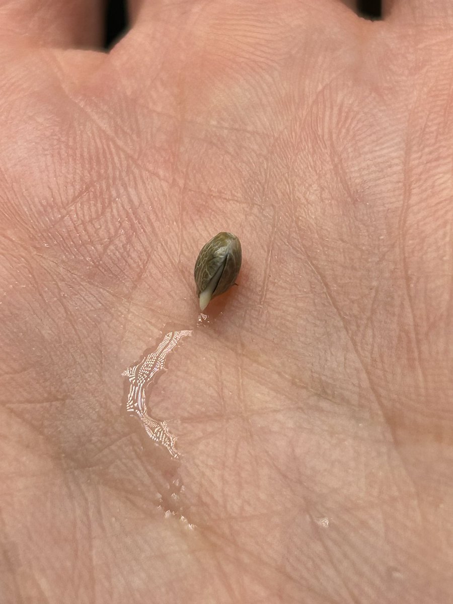 galaxyhiker420's tweet photo. In under 48 hours they’ve all been moved into rooter pods 🥳
Pics in order of cracking
1- @seedsexpress #StrawberryCough
2- @Genetics101va #GratefulMAC
3- WSE #BlueCookies
4- Gen101 #CognacMAC
#GrowYourOwn #Cannabis #PlantMedicine #Marijuana #SmokeWeedEveryDay #Homegrown
✌🏻💚👽💨 https://t.co/DYU9GHseU7