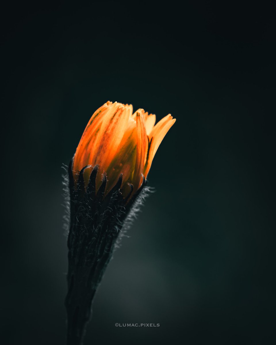 monkbonk's tweet image. Early Good Night with #DarkEdition 🌙