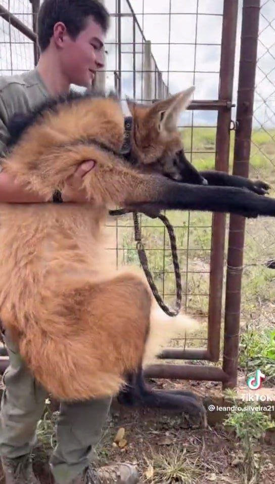 The leggies in the grasslands are free, you can just walk up and take one home.