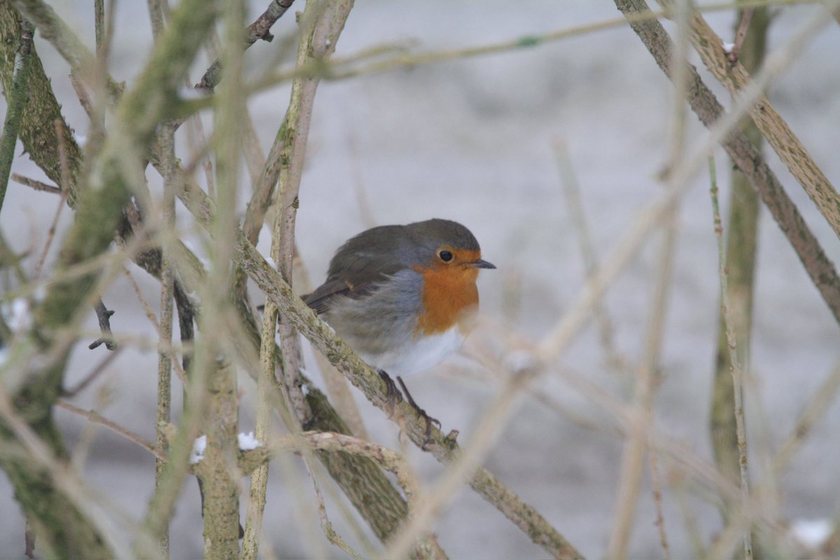 M_LenaC's tweet photo. #NationalRobinDay https://t.co/ztsLMzgUD6
