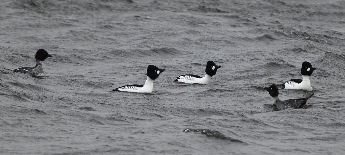 LosBirder's tweet photo. RSPB Dungeness this morning in gloomy conditions, up to 7 Goldeneye were present, even in Mid-December, there was a lot of displaying by the Drakes towards the Females. https://t.co/efRAM2duMU