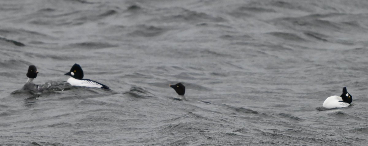 RSPB Dungeness this morning in gloomy conditions, up to 7 Goldeneye were present, even in Mid-December, there was a lot of displaying by the Drakes towards the Females.
