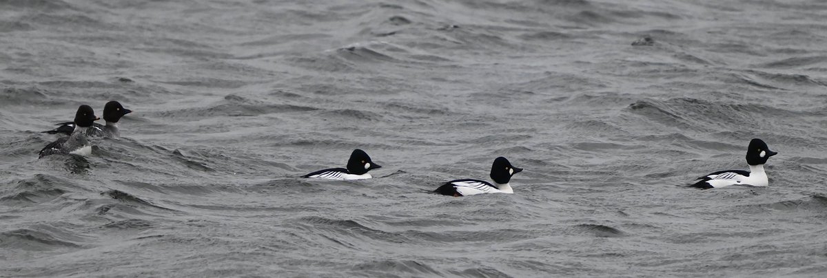 LosBirder's tweet photo. RSPB Dungeness this morning in gloomy conditions, up to 7 Goldeneye were present, even in Mid-December, there was a lot of displaying by the Drakes towards the Females. https://t.co/efRAM2duMU