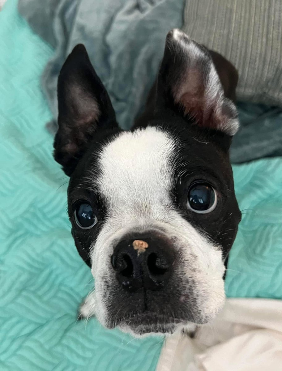2happybostons's tweet photo. Happy Saturday everybody!  This morning mommy &amp; daddy was running a little late making ours breakfast, so I saved some just in case thems was late with dinner too. 🤭😂😉- Mickey ❤️🐾

#twohappybostons #savesomeforlater #bostonterrier #bostonterrierlove #bostonterrierlife https://t.co/EScGyiEbJJ