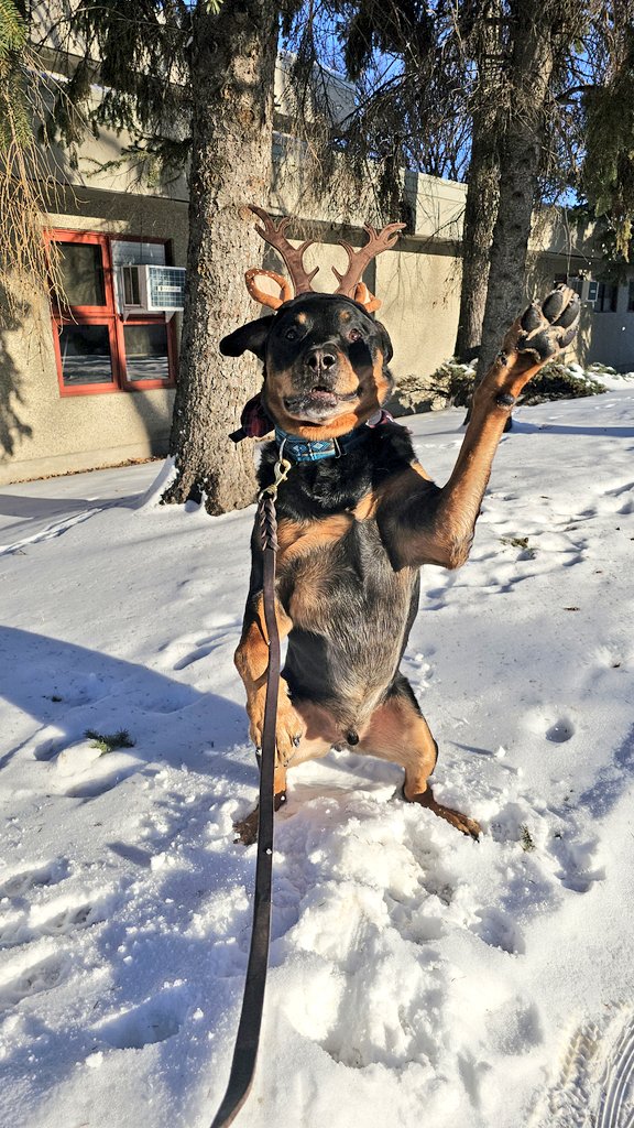 I was out for some fresh air and a truck drove by and went beep beep and the driver called out "Merry Christmas Kuno!"
That made me so happy even though I was caught wearing silly antlers!

#XDogs #Yeg