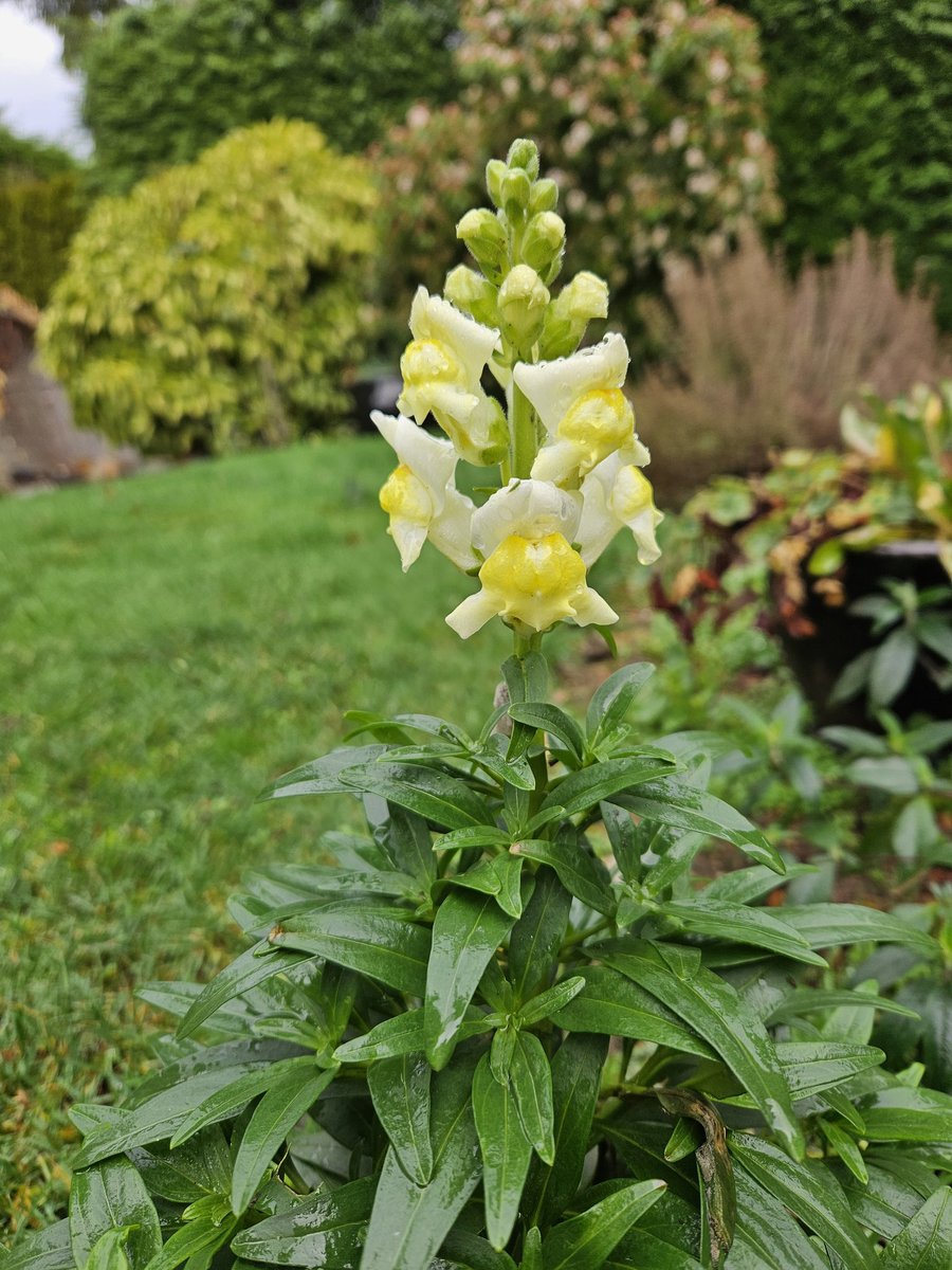 earthquakeguy's tweet image. Thanks, Ryan! Still a little  Autumn colour (and lettuce) in the now official  Winter garden here on Vancouver Island.