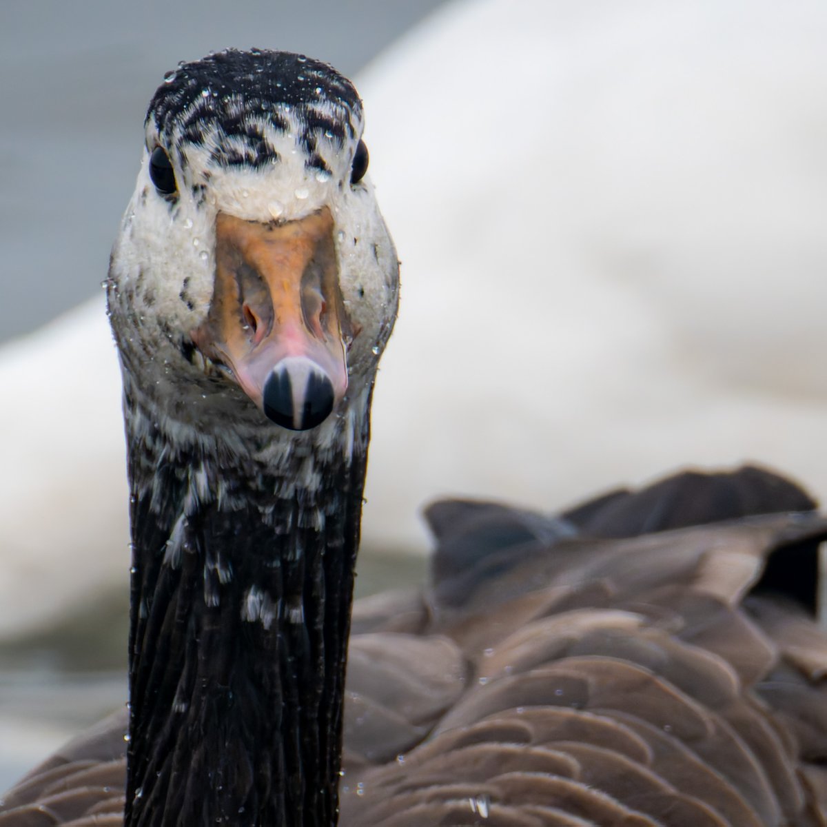 MostlyGeese's tweet photo. Canada/Graylag Hybrid at WWT Caerlaverock https://t.co/6ceURgiMDI