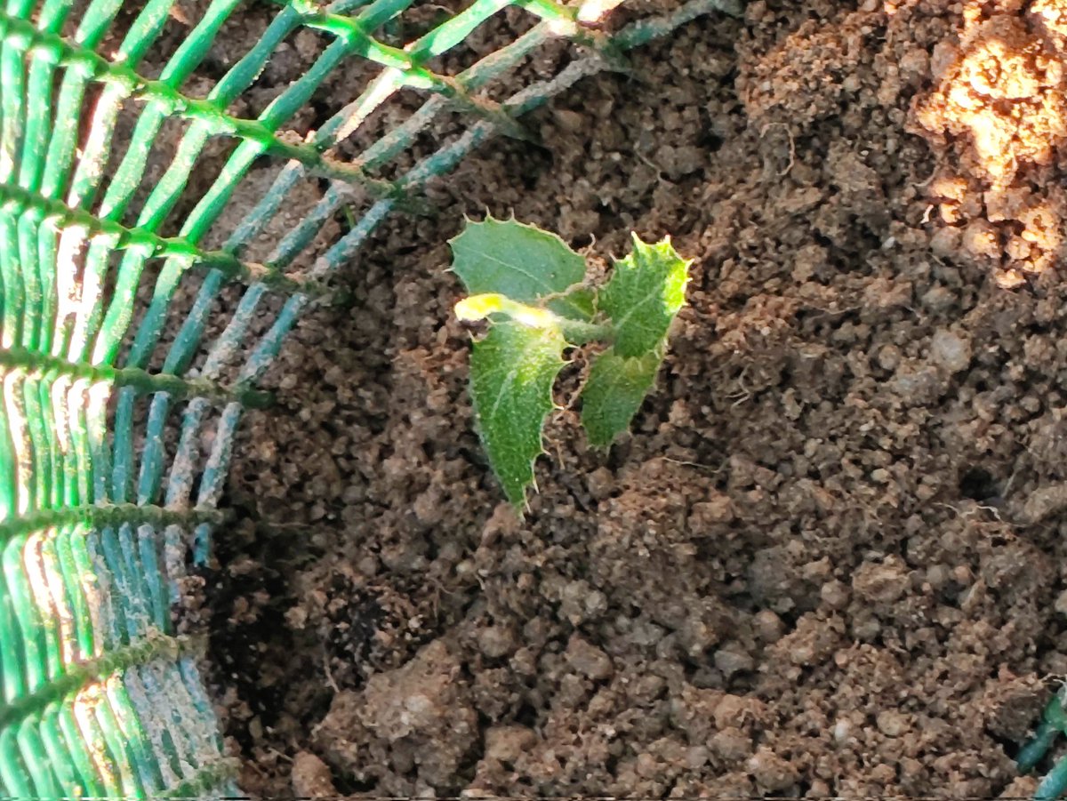 JartoPanchu's tweet photo. @CorredorEcoSur @ENTORNOMEAQUES Hoy hemos plantado 10 nuevas encinas en el Corredor Ecológico del Meaques. Las encinas de otros años muy lustrosas y algunas ya con + 50 cm. Bastante frío por la mañana, pero al sol y cavando en suelo duro por estar medio helado, se estaba bien.
#CorredorEcologico #Meaques https://t.co/OrEYGjtauV