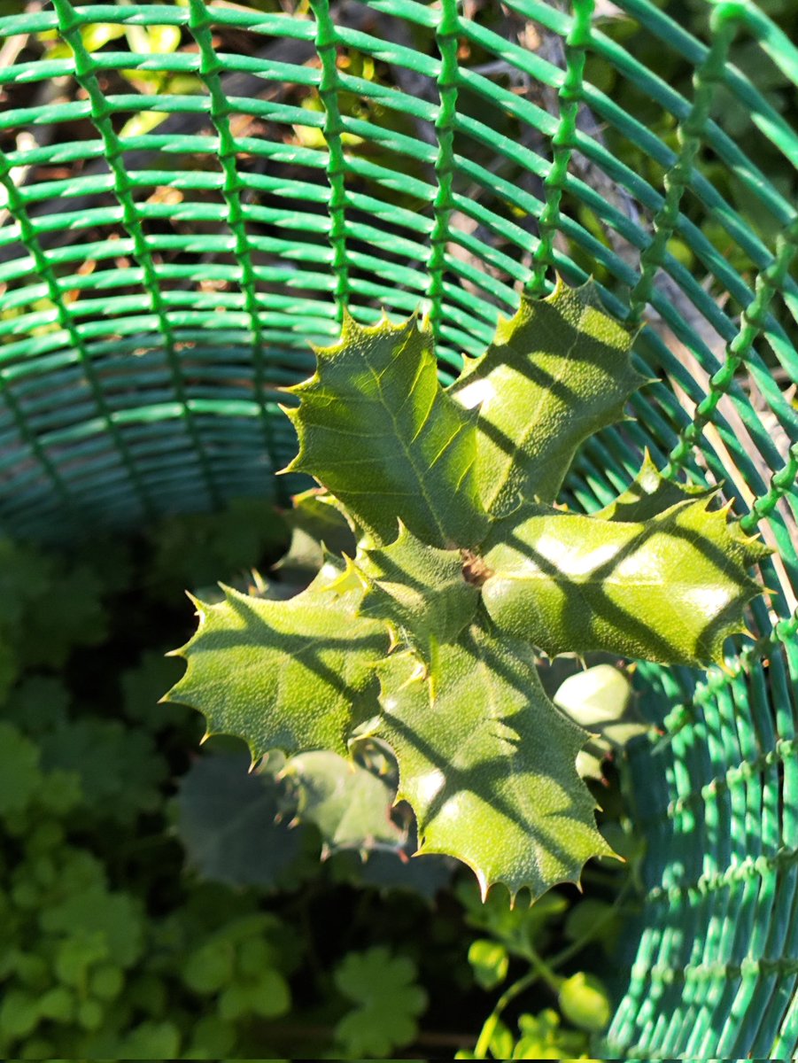 JartoPanchu's tweet photo. @CorredorEcoSur @ENTORNOMEAQUES Hoy hemos plantado 10 nuevas encinas en el Corredor Ecológico del Meaques. Las encinas de otros años muy lustrosas y algunas ya con + 50 cm. Bastante frío por la mañana, pero al sol y cavando en suelo duro por estar medio helado, se estaba bien.
#CorredorEcologico #Meaques https://t.co/OrEYGjtauV
