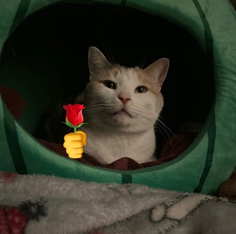 PunchingCat's tweet photo. https://t.co/tpf3yI1fTG