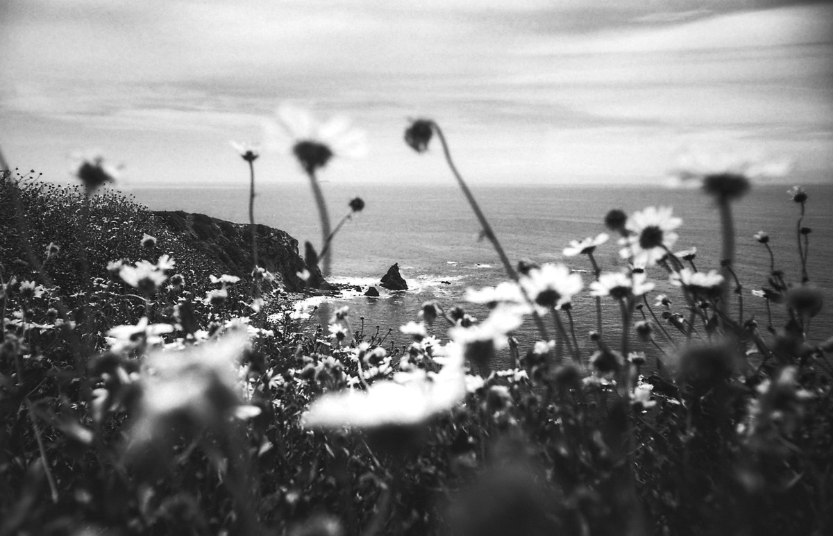 KWSPhotography's tweet photo. @moment Four of my favorite film shots that I’ve gotten this year. Phoenix, Modified Film, Acros, and Gold 200 https://t.co/dW717NlpHg