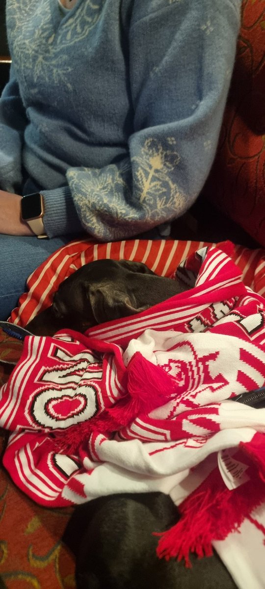 Connor_CBC's tweet photo. strangers dog is ofton till he dies @AlfretonTownFC https://t.co/54dObVNLud