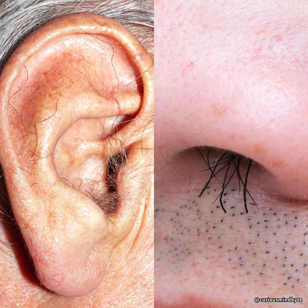 CuriousMindByte's tweet image. Public Service Announcement: Trim nose and ear hair as needed. It’s a subtle yet significant part of self-care that makes a big impression. 👃✂️ #GroomingTips #RespectYourself