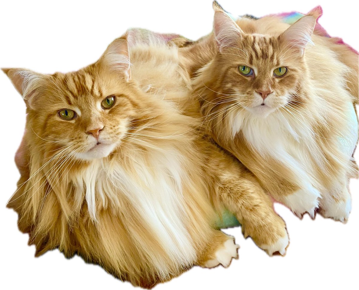 GoodMcDo's tweet image. Awwwwwwww! @buddy_gizmo